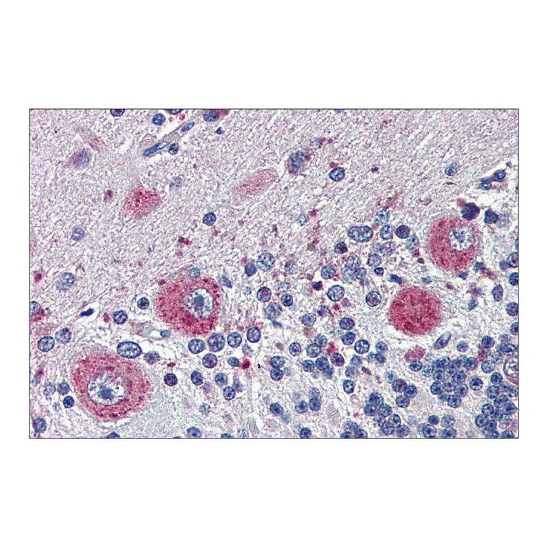 Merck Anti-GRHL2 antibody produced in rabbit