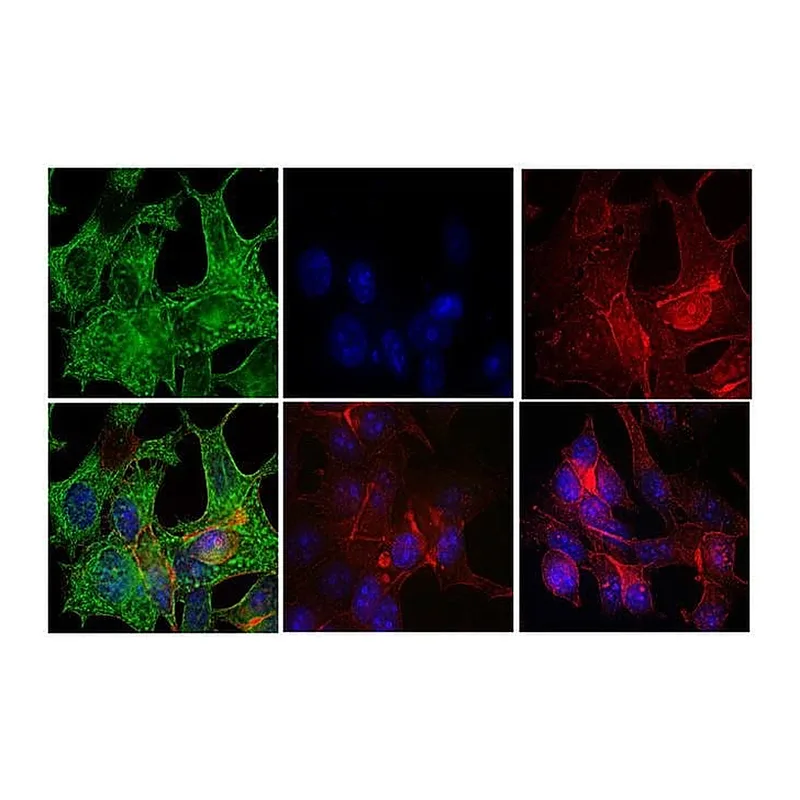 Thermo Fisher Scientific F(ab`)2-Goat anti-Mouse IgG (H+L) Highly Cross-Adsorbed Secondary Antibody, FITC