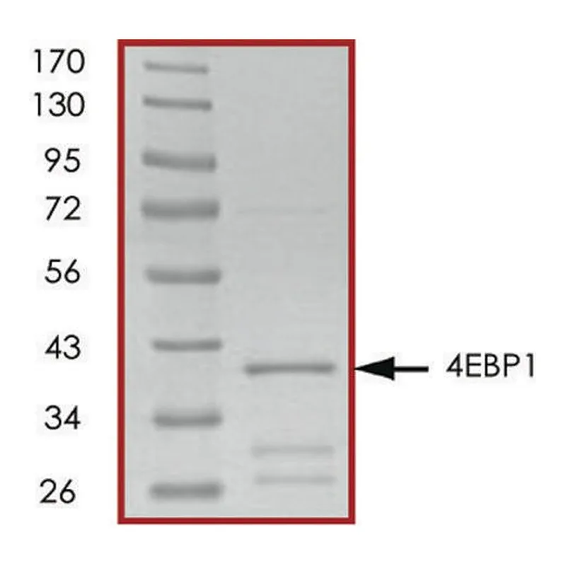 Merck 4EBP1, GST tagged human