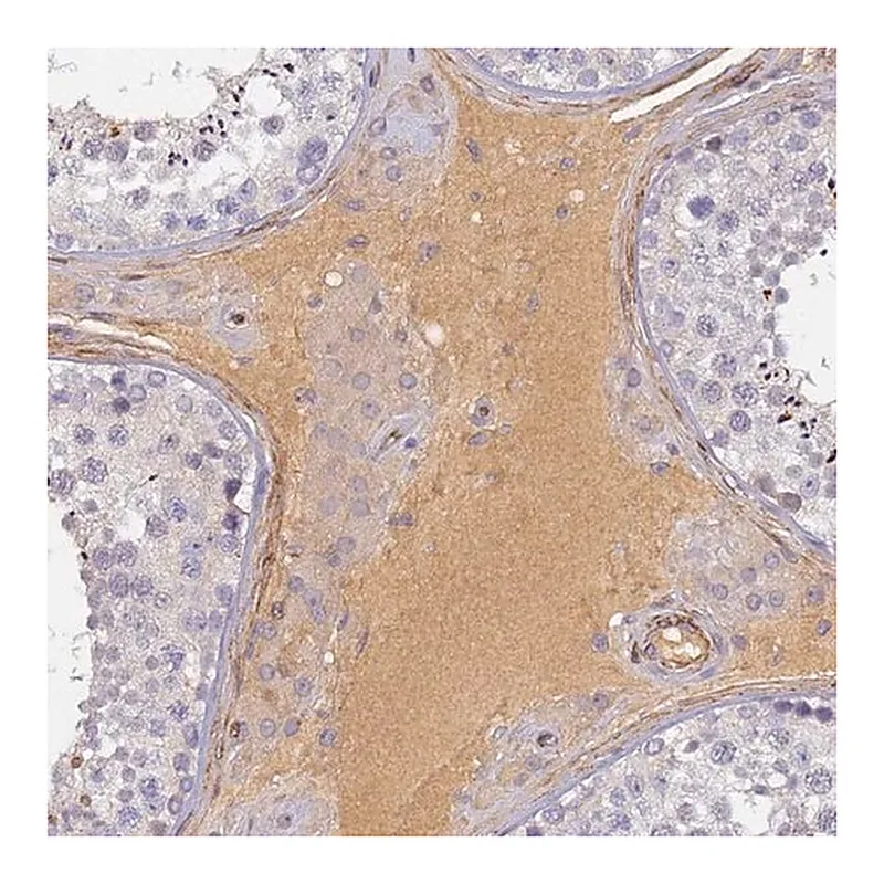 Merck Anti-CFHR1 antibody produced in rabbit
