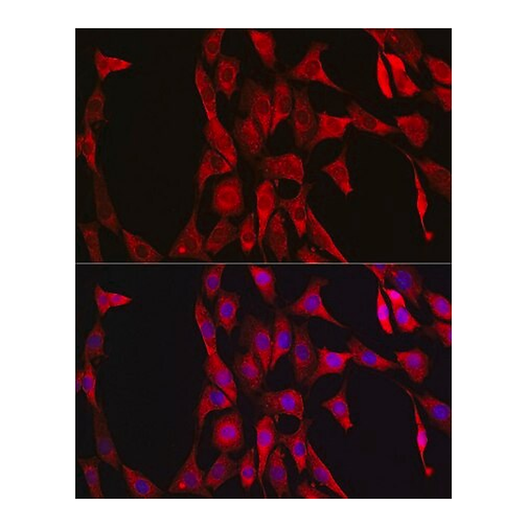 Merck Anti-LDHA antibody produced in rabbit