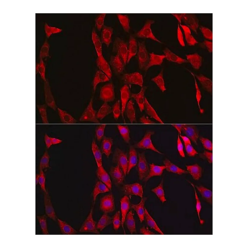 Merck Anti-LDHA antibody produced in rabbit