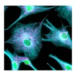 Thermo Fisher Scientific Donkey anti-Rabbit IgG (H+L) Highly Cross-Adsorbed Secondary Antibody, Alexa Fluor Plus 405