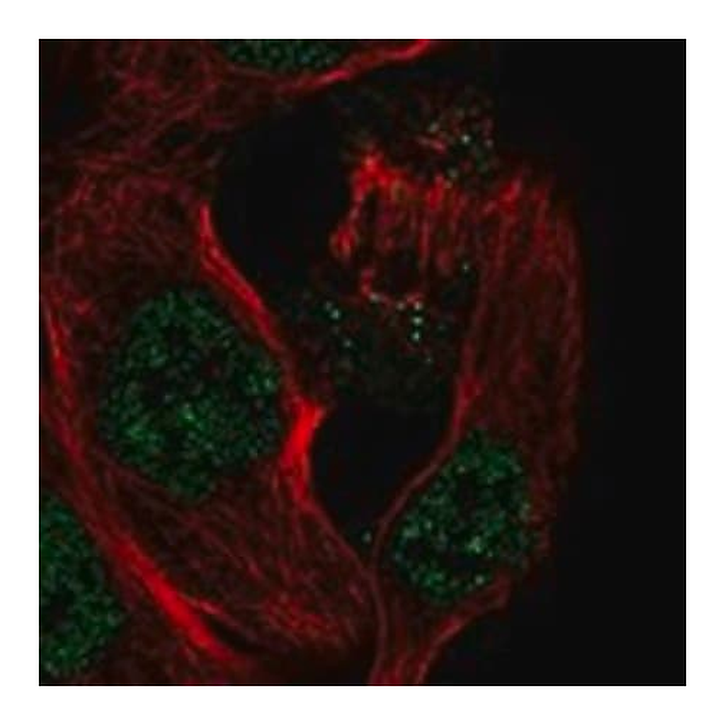 Merck Anti-IL33 antibody produced in rabbit