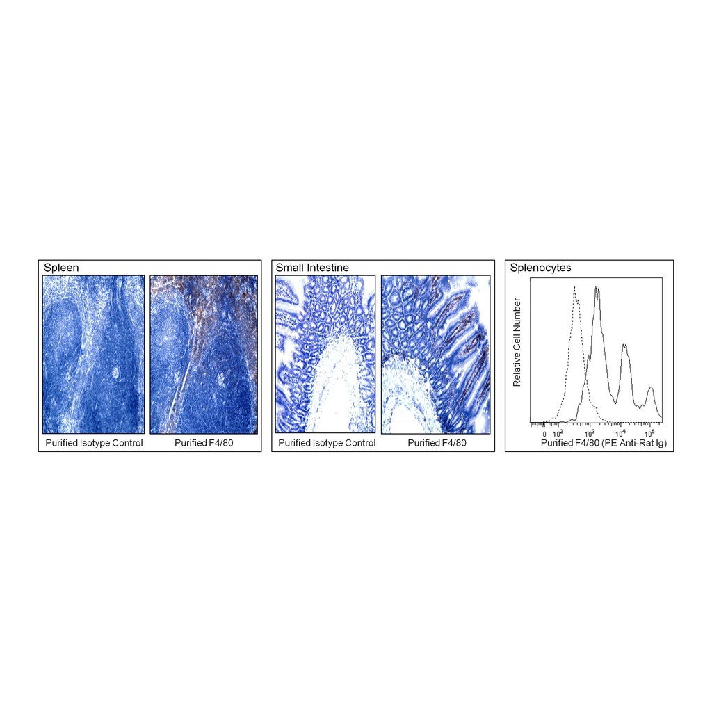 BD Purified Rat Anti-Mouse F4/80