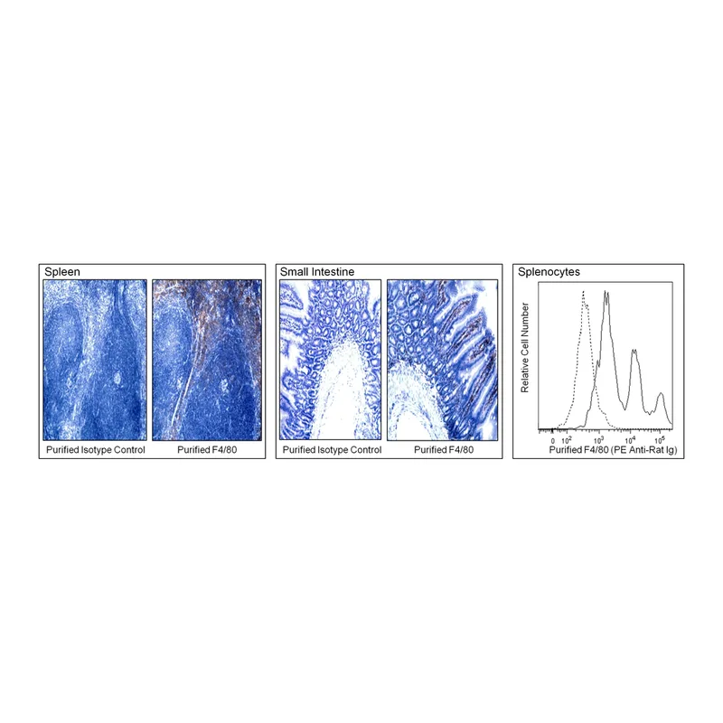 BD Purified Rat Anti-Mouse F4/80