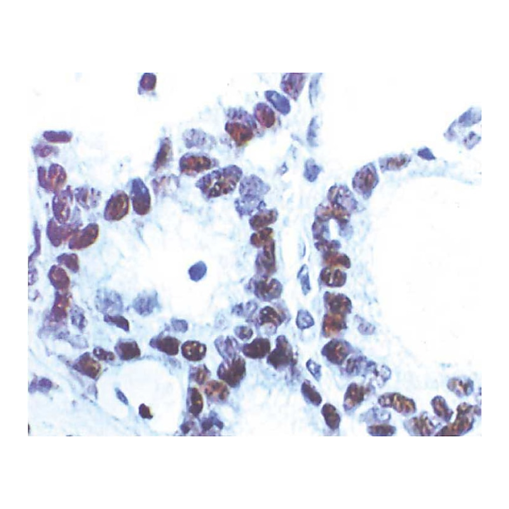 BD Purified Mouse Anti-Human p53