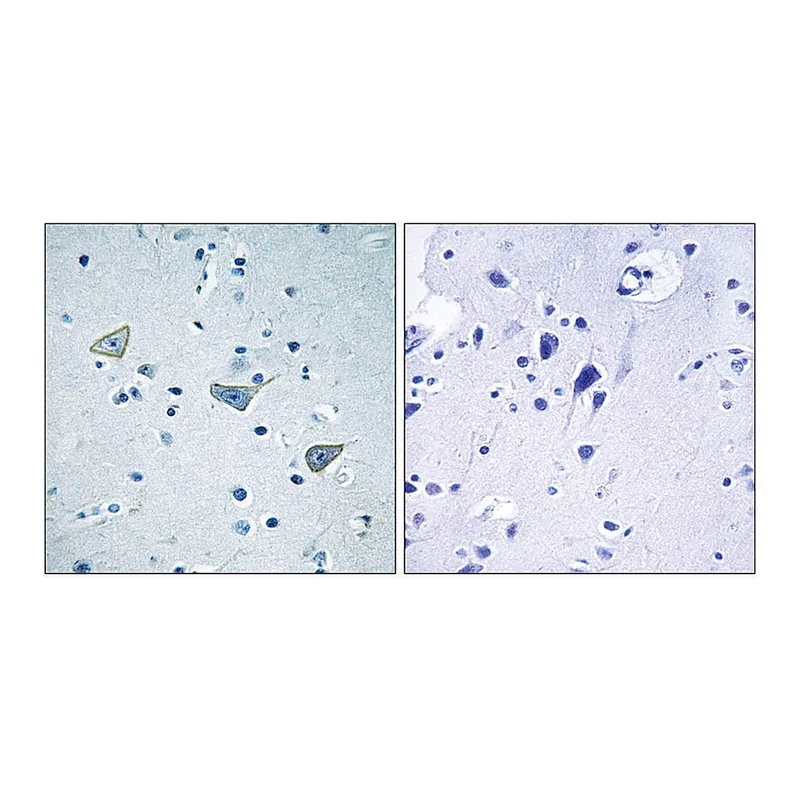 Merck Anti-GPR158 antibody produced in rabbit