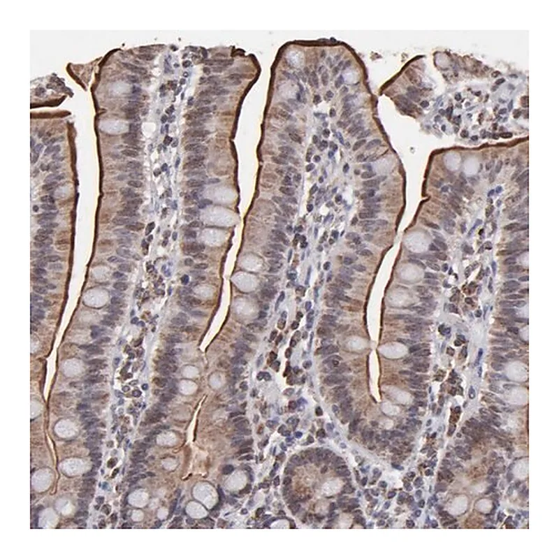Merck Anti-SLC15A1 antibody produced in rabbit
