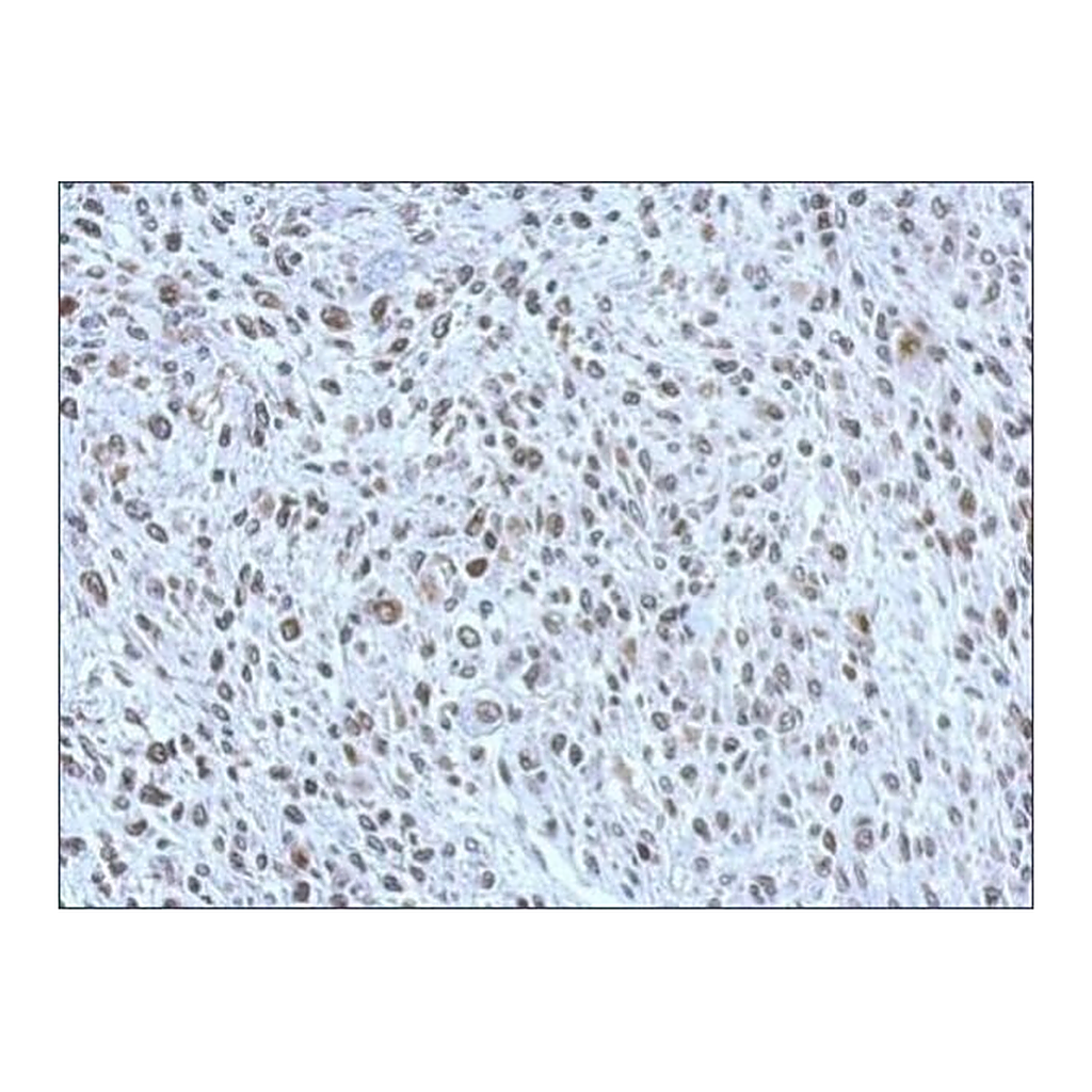 Merck Anti-POM121 antibody produced in rabbit