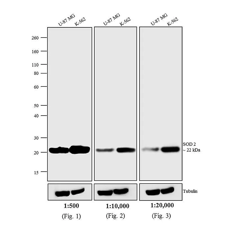Thermo Fisher Scientific F(ab`)2-Goat anti-Mouse IgG (H+L) Cross-Adsorbed Secondary Antibody, HRP