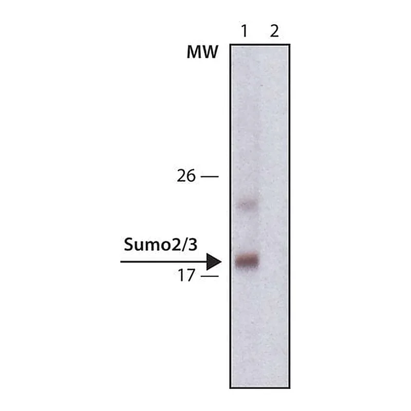 Merck Anti-Sumo-2/3 antibody, Rat monoclonal