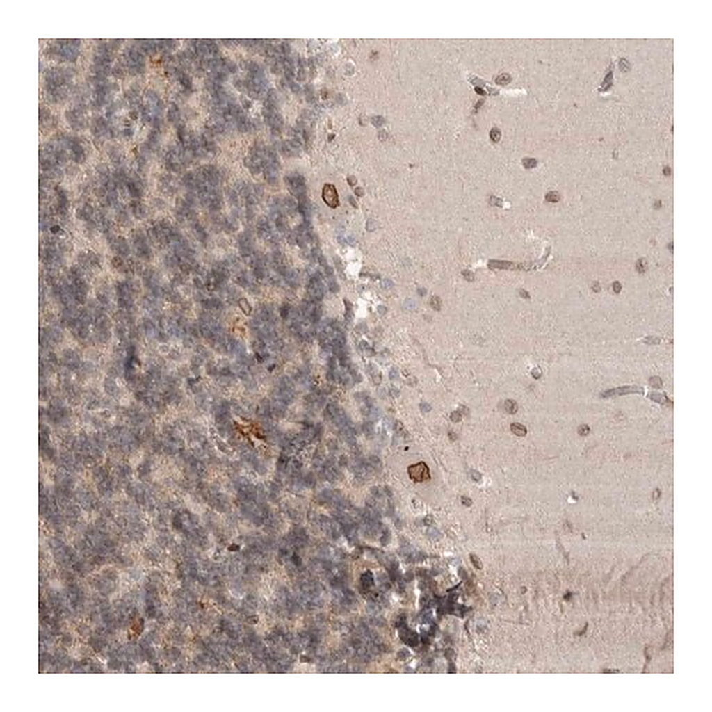 Merck Anti-CDC14B antibody produced in rabbit