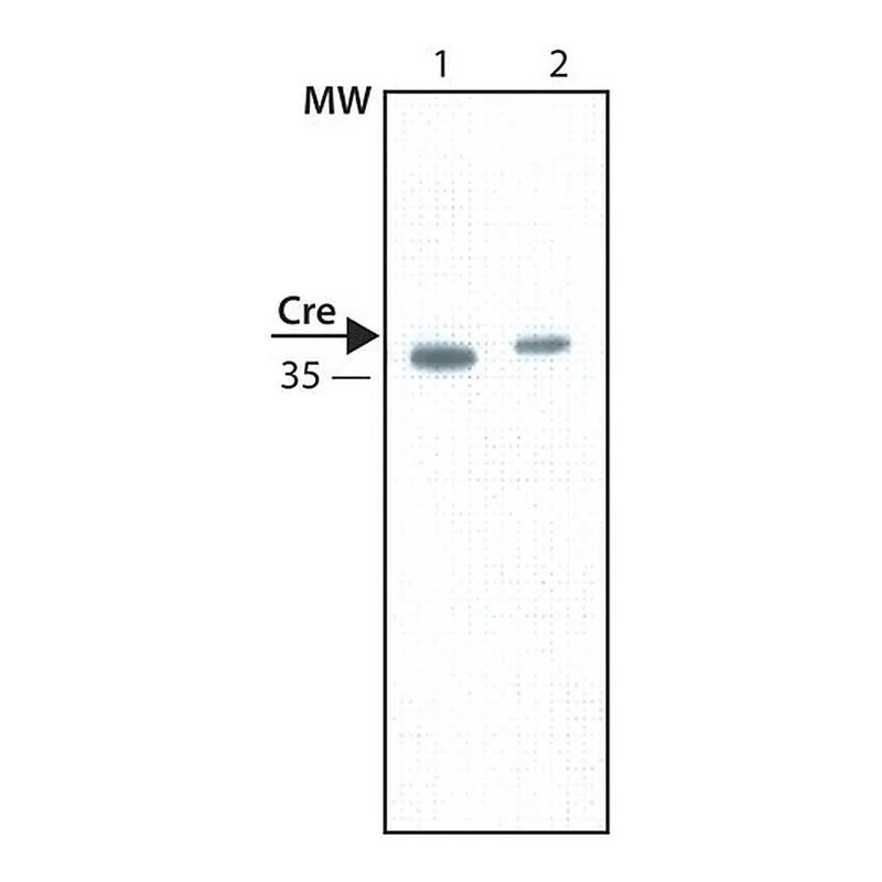 Merck Anti-Cre antibody, Mouse monoclonal
