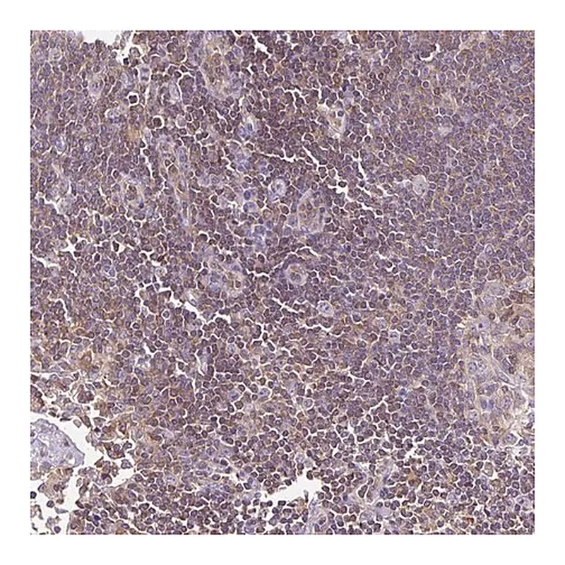 Merck Anti-TWF2 antibody produced in rabbit
