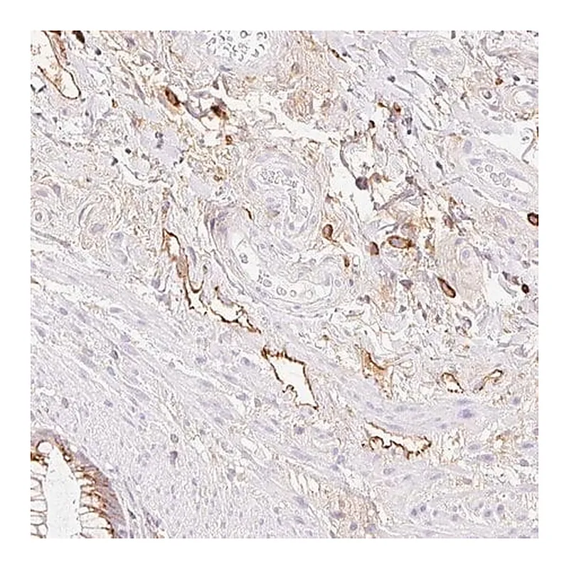 Merck Anti-LYVE1 antibody produced in rabbit