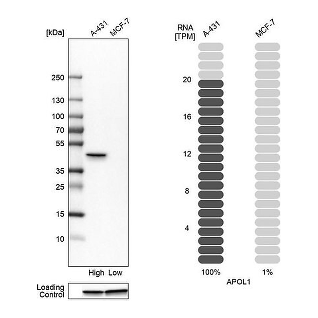 Merck Anti-APOL1 antibody produced in rabbit