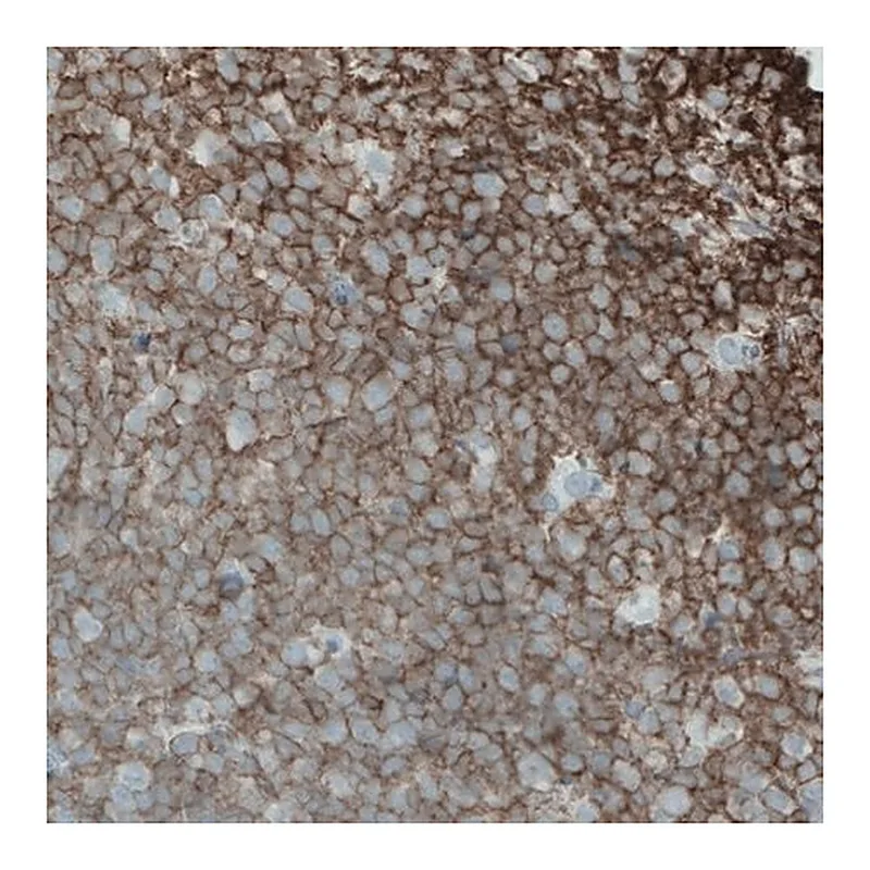 Merck Monoclonal Anti-CD45 antibody produced in mouse