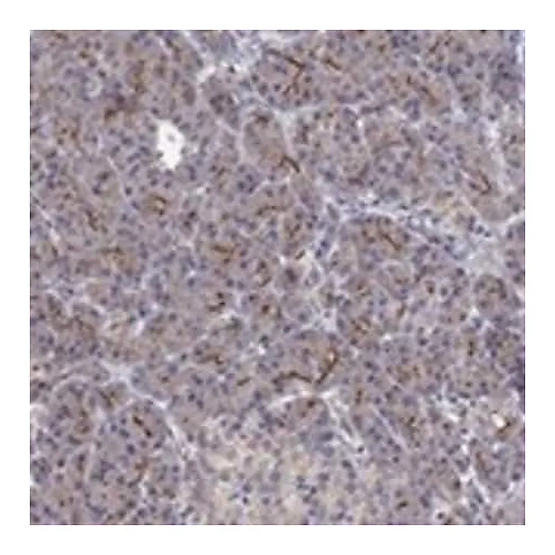 Merck Anti-TPRN antibody produced in rabbit
