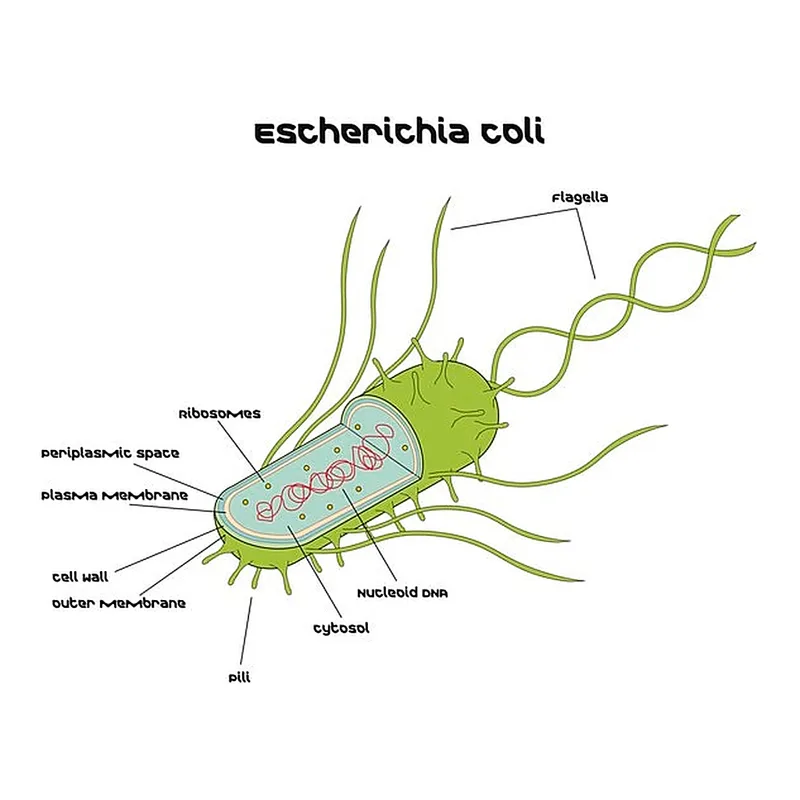 Merck Escherichia coli