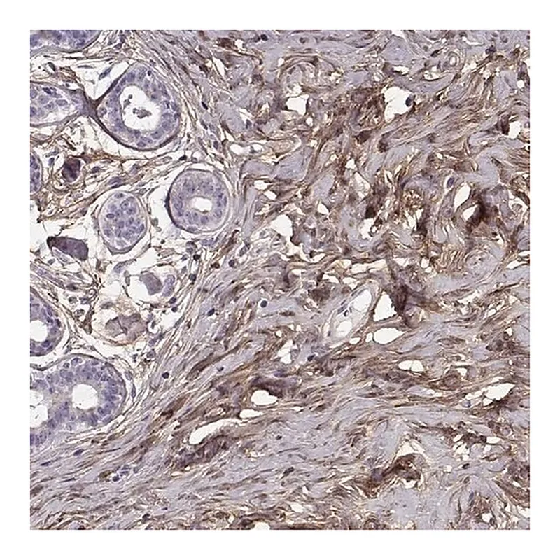 Merck Anti-LUM antibody produced in rabbit
