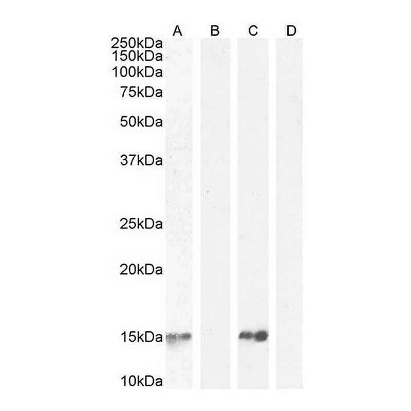 Merck Anti-Parvalbumin antibody produced in goat