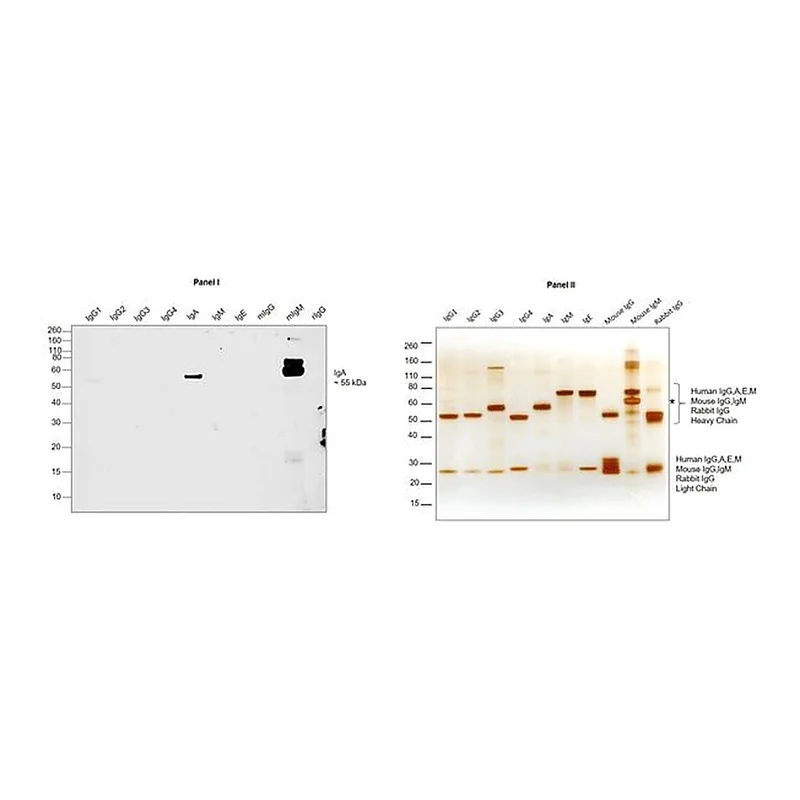 Thermo Fisher Scientific Mouse anti-Human IgA1 Fc Secondary Antibody, HRP
