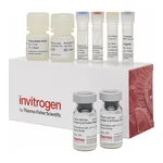 Thermo Fisher Scientific Mouse IFN beta ProQuantum Immunoassay Kit
