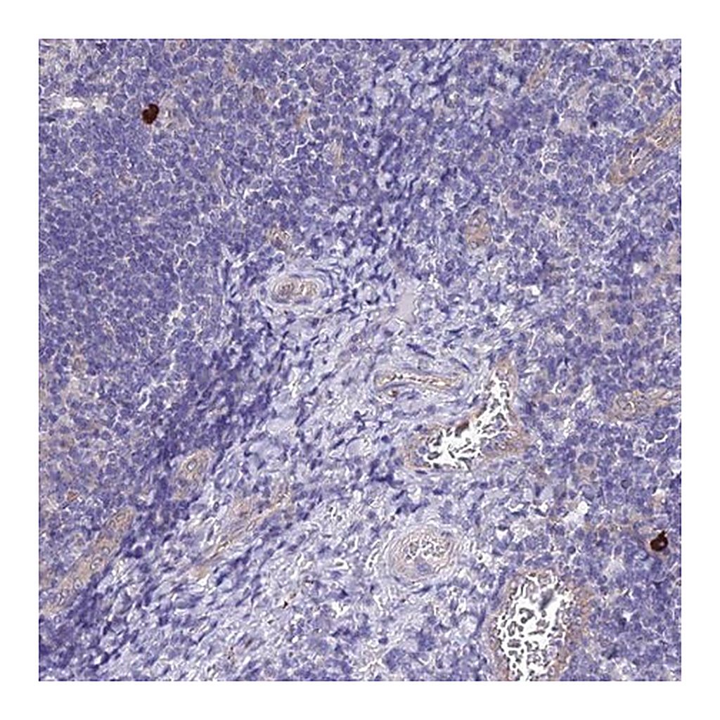 Merck Anti-APOBEC3H antibody produced in rabbit
