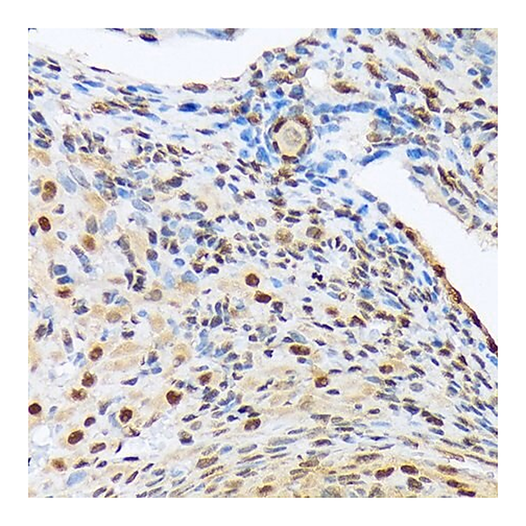 Merck Anti-HES5 antibody produced in rabbit