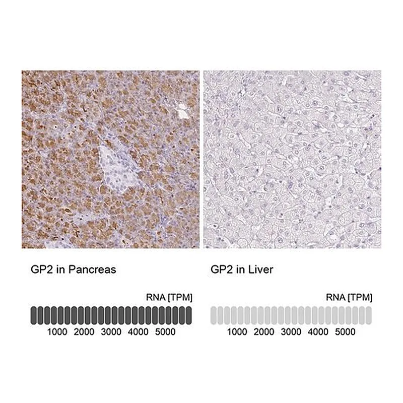 Merck Anti-GP2 antibody produced in rabbit