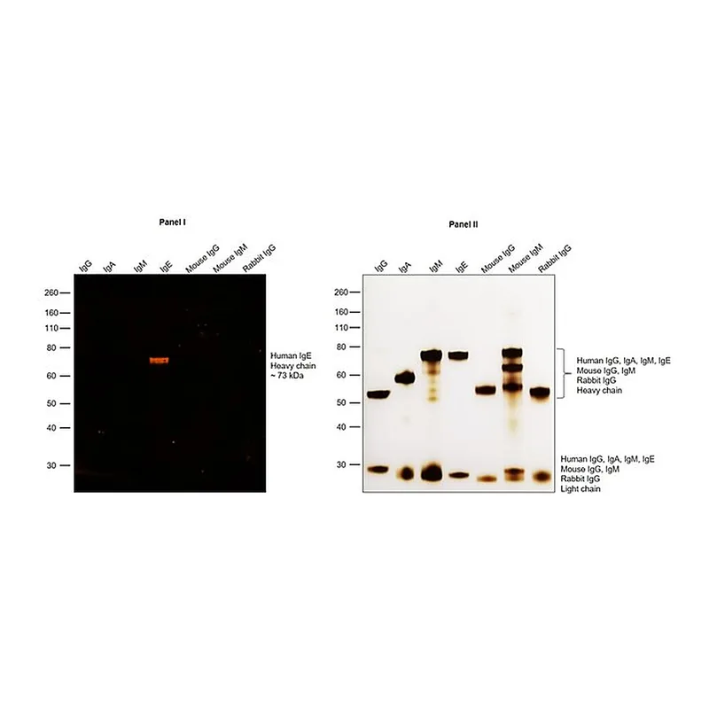 Thermo Fisher Scientific Goat anti-Human IgE Cross-Adsorbed Secondary Antibody, TRITC