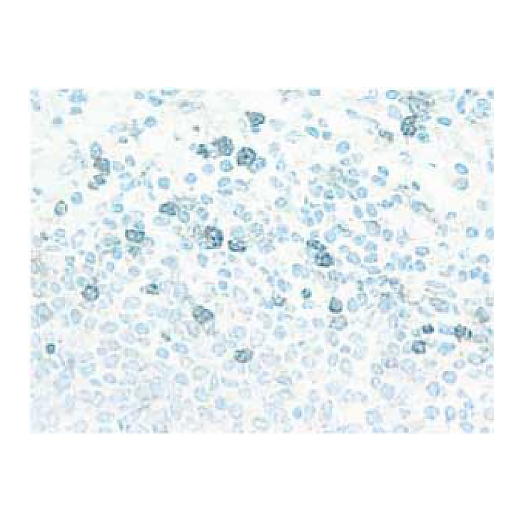 BD Purified Mouse Anti-Rat CD11b/c