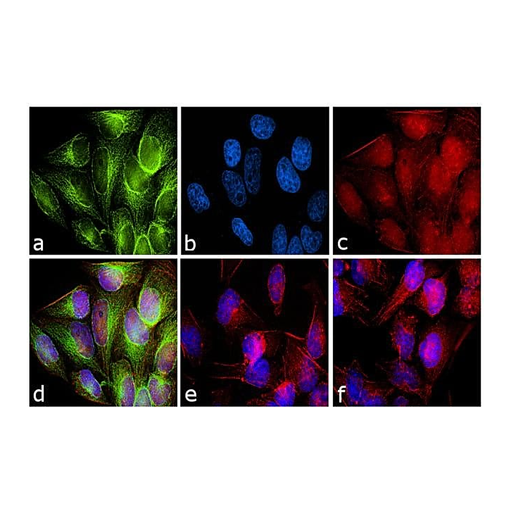Thermo Fisher Scientific Donkey anti-Rabbit IgG (H+L) Secondary Antibody, Qdot 525
