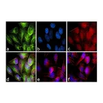 Thermo Fisher Scientific Donkey anti-Rabbit IgG (H+L) Secondary Antibody, Qdot 525