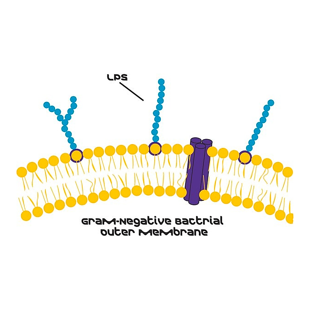Merck LIPOPOLYSACCHARIDES FROM FROM ESCHERICH&