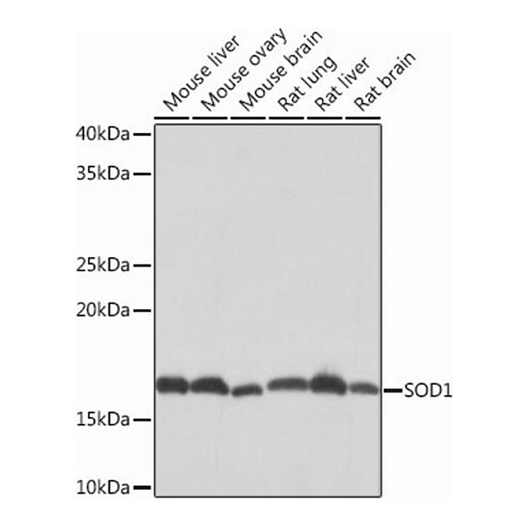 Merck Anti-SOD1 antibody produced in rabbit