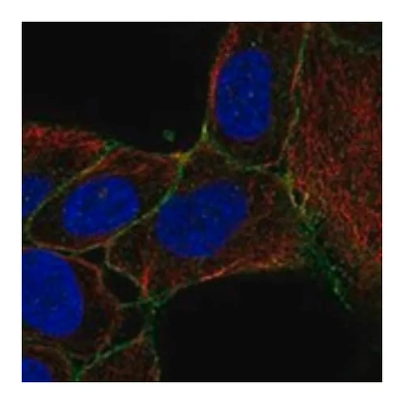 Merck Anti-SLC14A1 antibody produced in rabbit