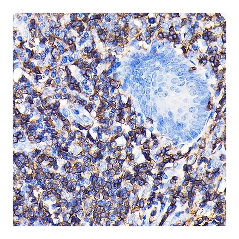 Merck Anti-CD45 antibody produced in rabbit
