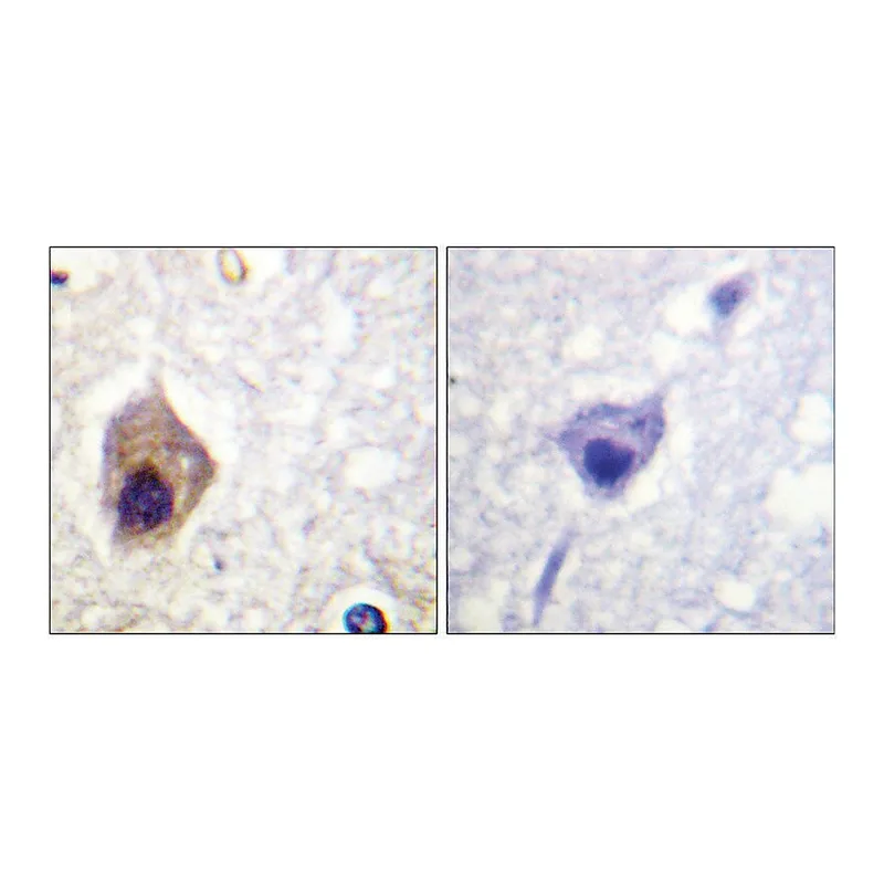 Merck Anti-CASP1, C-Terminal antibody produced in rabbit