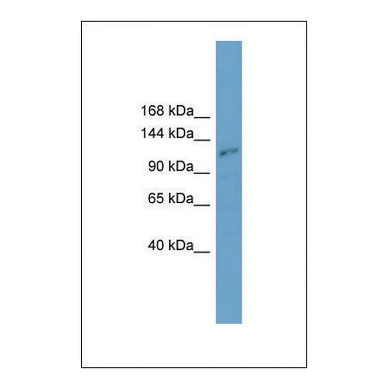 Merck Anti-PLEKHA7 antibody produced in rabbit