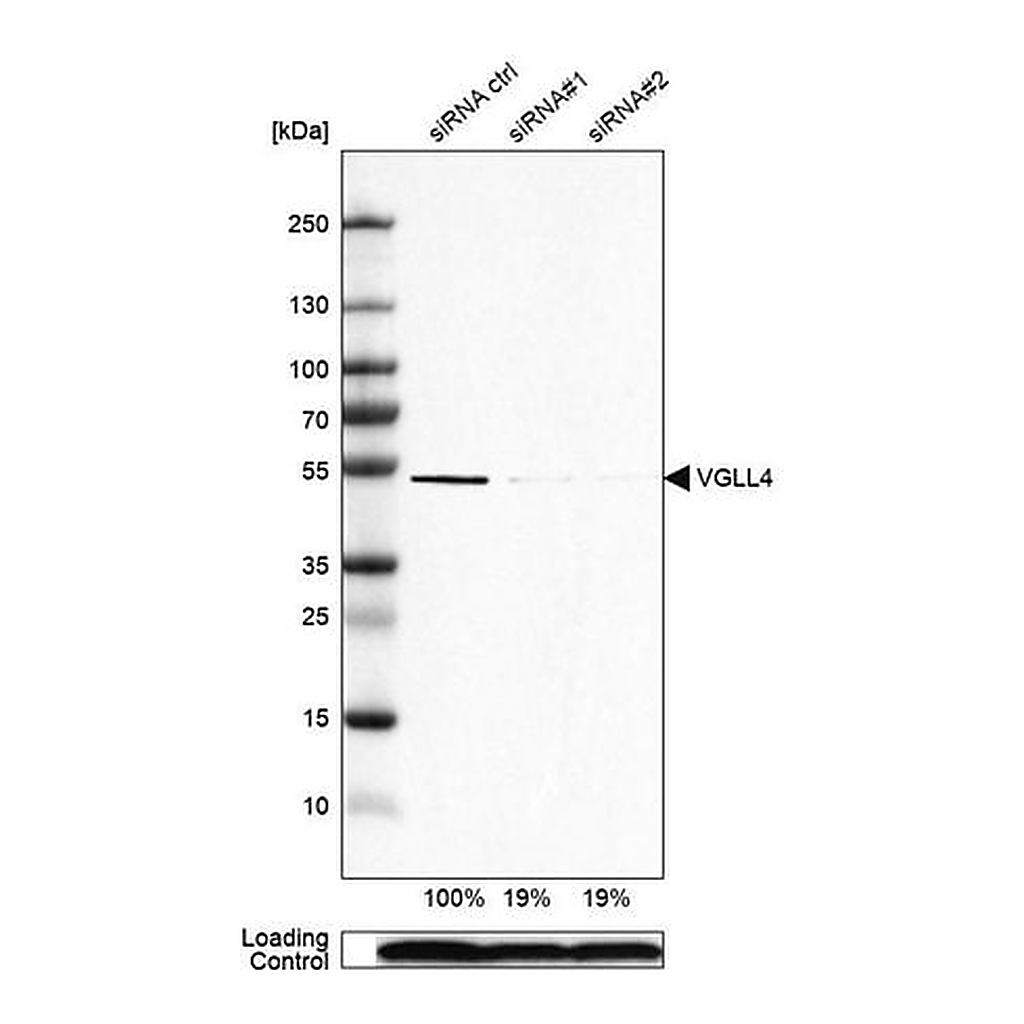 Merck Anti-VGLL4 antibody produced in rabbit