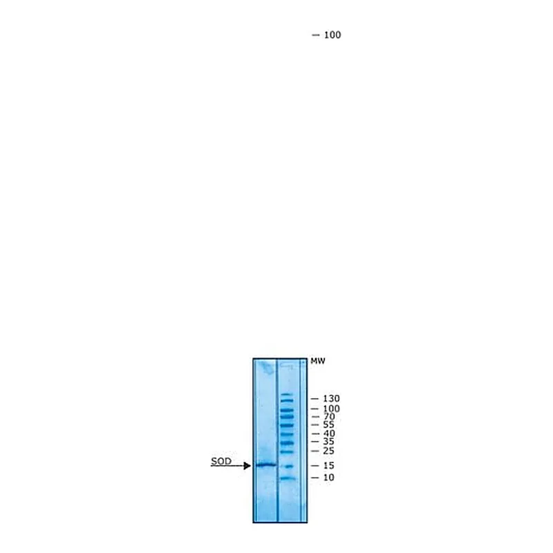 Merck Superoxide Dismutase bovine
