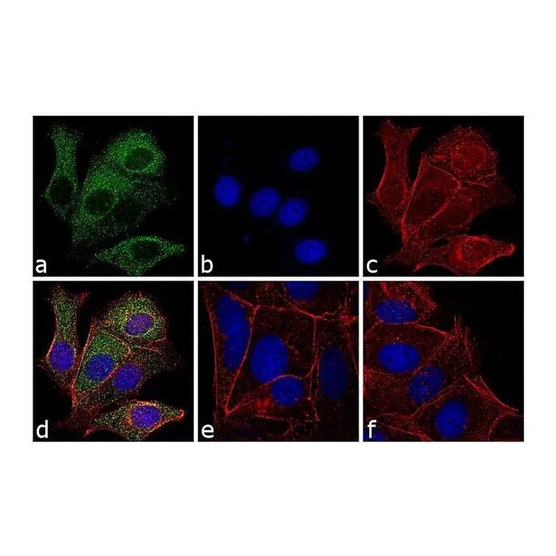 Thermo Fisher Scientific Goat anti-Mouse IgM Cross-Adsorbed Secondary Antibody, DyLight 488