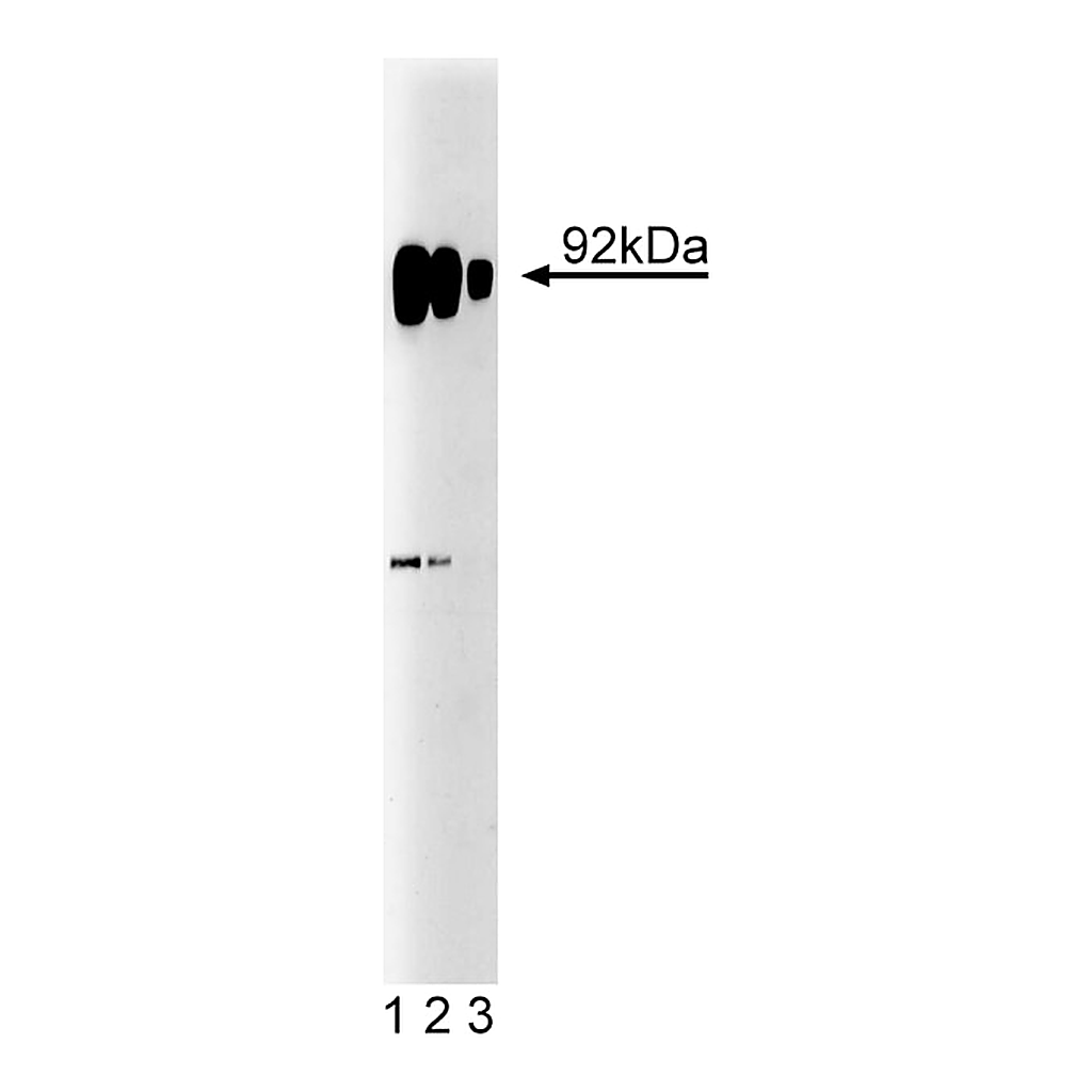 BD Purified Mouse Anti-SRPK1