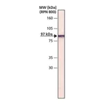 Merck Monoclonal Anti-Gelsolin antibody produced in mouse