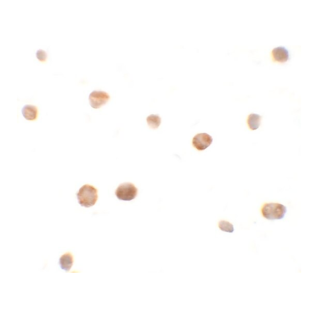 Merck Anti-ZHANGFEI antibody produced in rabbit
