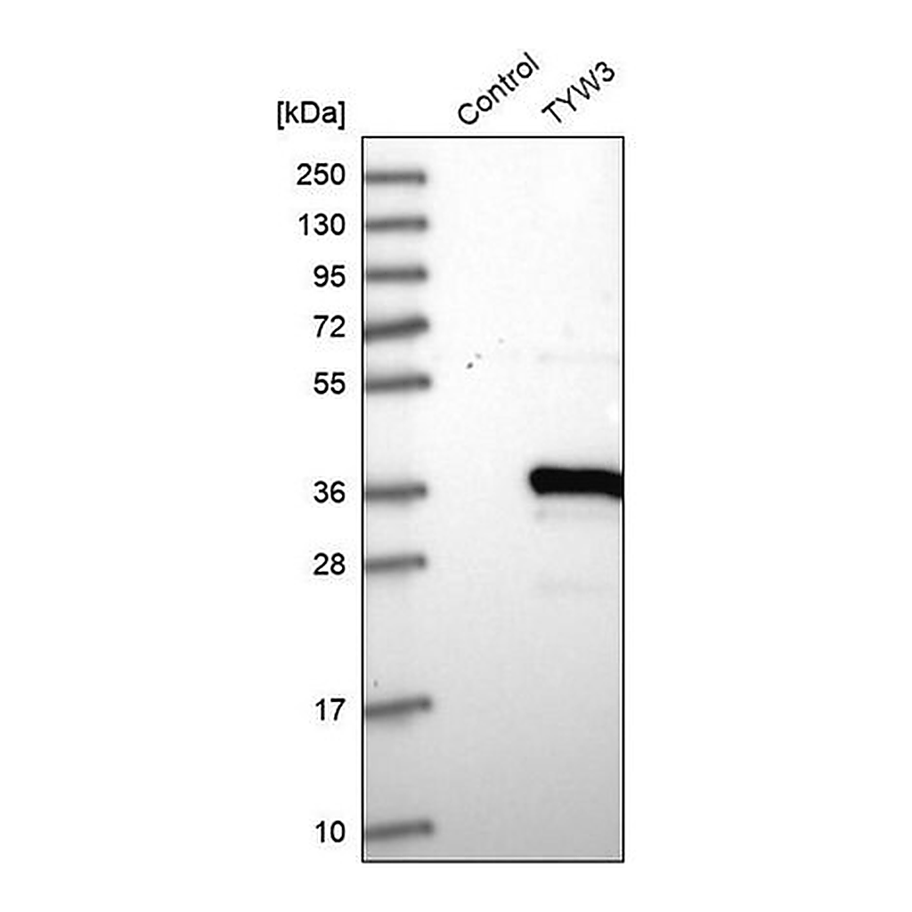 Merck Anti-TYW3 antibody produced in rabbit