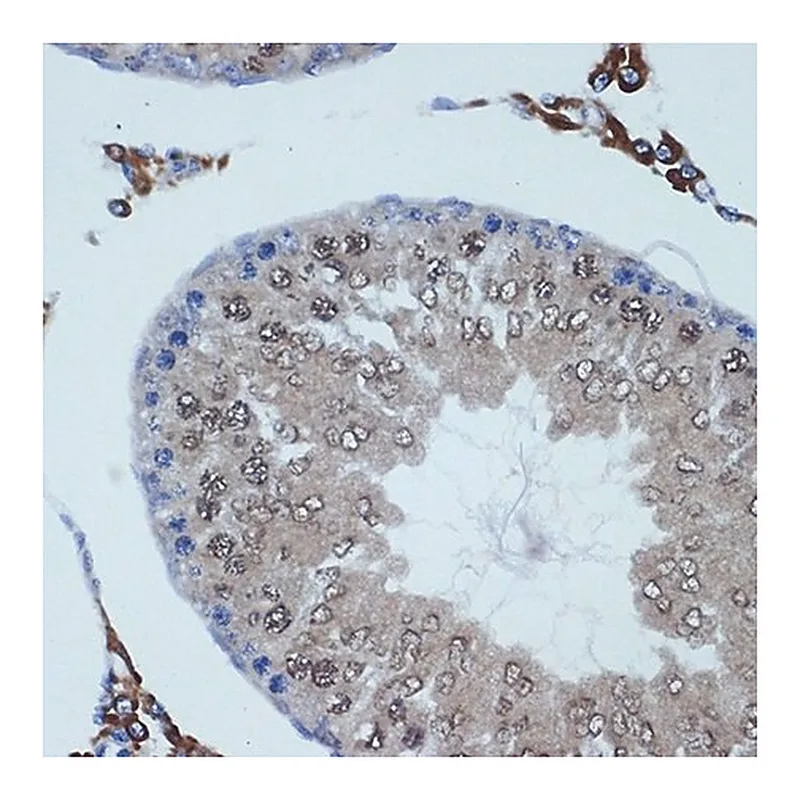 Merck Anti-RanBP9 antibody produced in rabbit