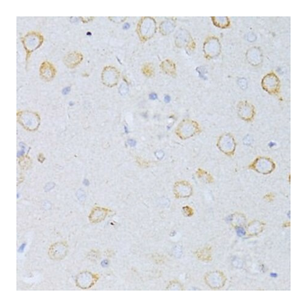 Merck Anti-CD63 antibody produced in rabbit